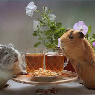 4k guinea pig wallpaper