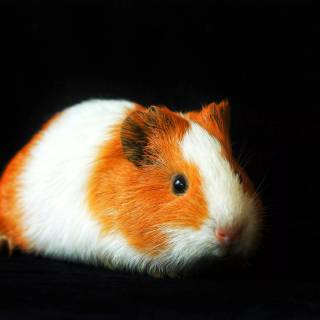 4k guinea pig wallpaper