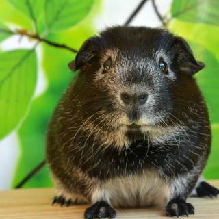 4k guinea pig wallpaper