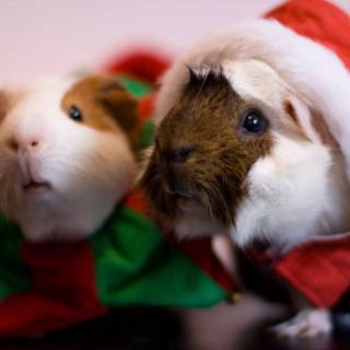 4k guinea pig wallpaper