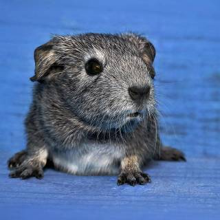 4k guinea pig wallpaper