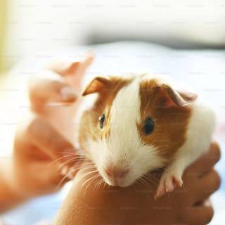 4k guinea pig wallpaper