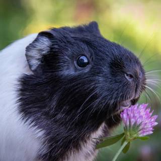 4k guinea pig wallpaper