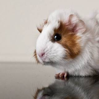 4k guinea pig wallpaper