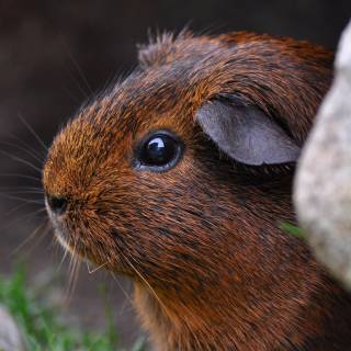 4k guinea pig wallpaper