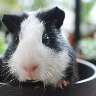 4k guinea pig wallpaper