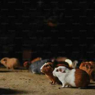 4k guinea pig wallpaper