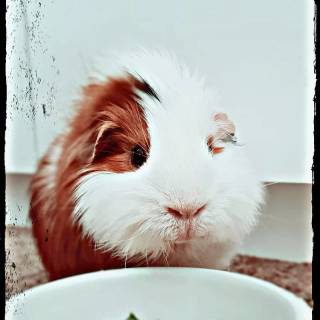 Guinea pig wallpaper