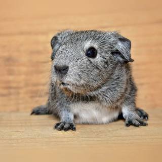 4k guinea pig wallpaper