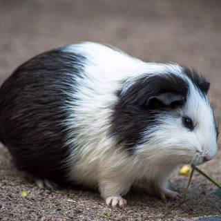 4k guinea pig wallpaper