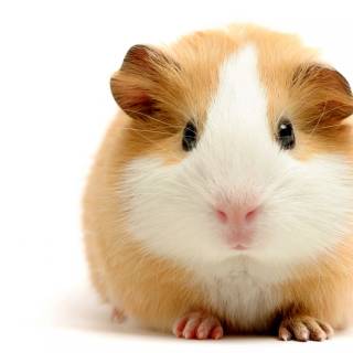 4k guinea pig wallpaper