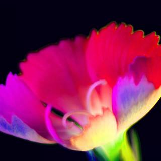 Neon flowers 4k wallpaper