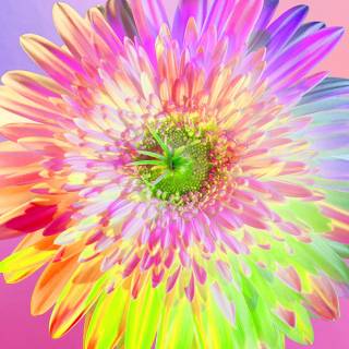 Neon flowers 4k wallpaper