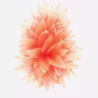 iPhone SE default wallpaper