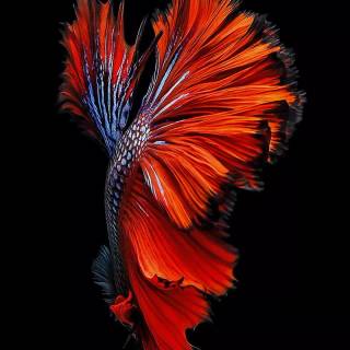 iPhone SE default wallpaper