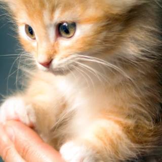 iPhone kitten wallpaper