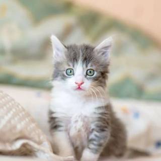 iPhone kitten wallpaper