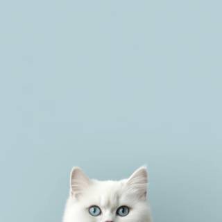 iPhone kitten wallpaper