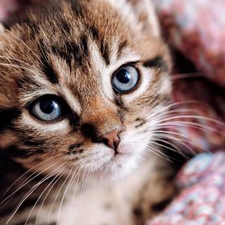 iPhone kitten wallpaper