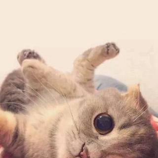 iPhone kitten wallpaper