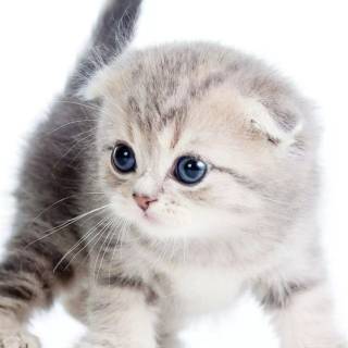 iPhone kitten wallpaper
