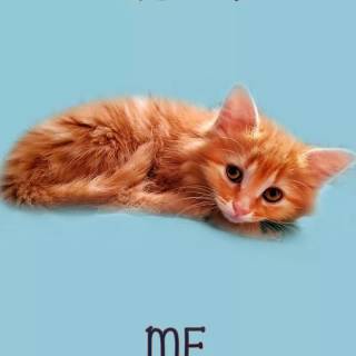 iPhone kitten wallpaper