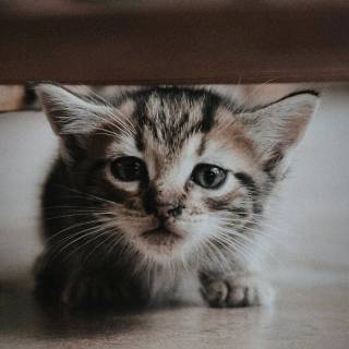 iPhone kitten wallpaper