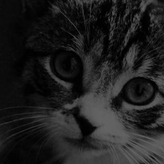 iPhone kitten wallpaper