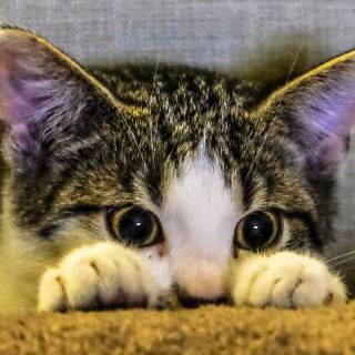 iPhone kitten wallpaper