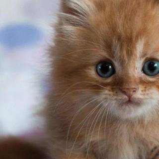 iPhone kitten wallpaper