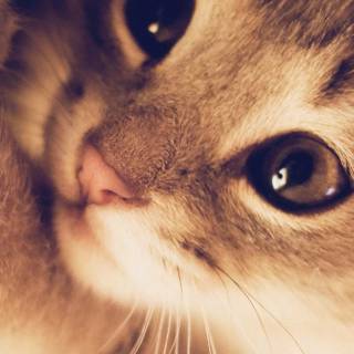 iPhone kitten wallpaper