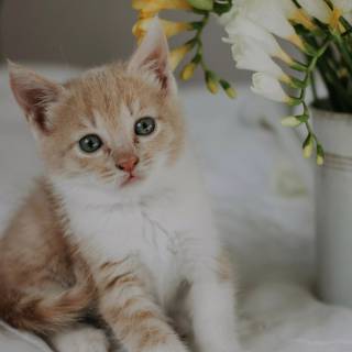 iPhone kitten wallpaper