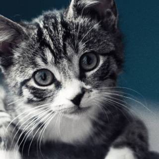 iPhone kitten wallpaper