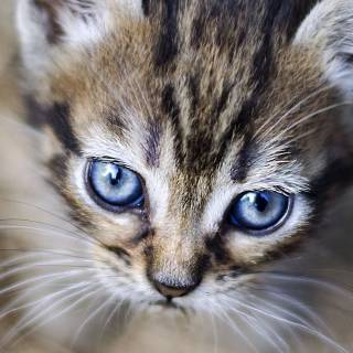 iPhone kitten wallpaper