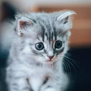 iPhone kitten wallpaper