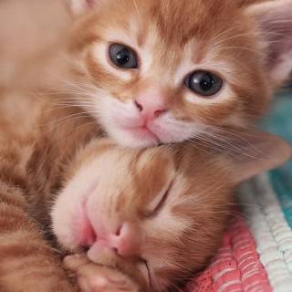 iPhone kitten wallpaper