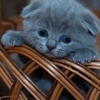 iPhone kitten wallpaper