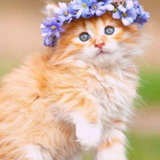 iPhone kitten wallpaper