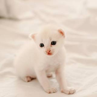 iPhone kitten wallpaper