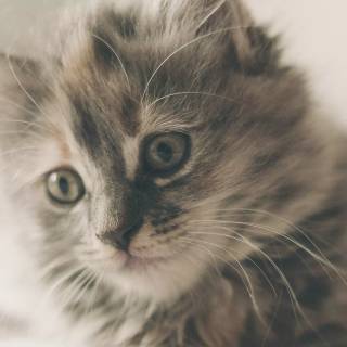 iPhone kitten wallpaper