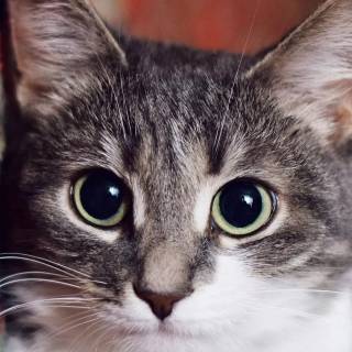 iPhone kitten wallpaper