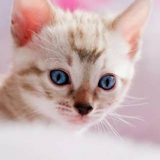 iPhone kitten wallpaper