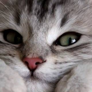 iPhone kitten wallpaper