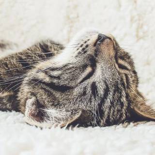 iPhone kitten wallpaper