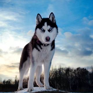 Spotted Husky wallpaper