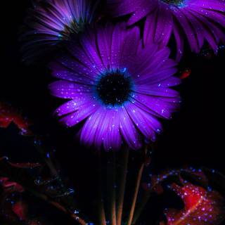 Purple amoled 4k wallpaper