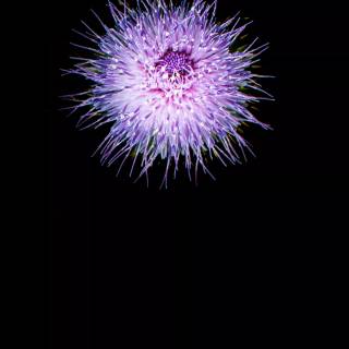 Purple amoled 4k wallpaper