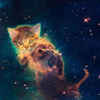 Galaxy kitten wallpaper