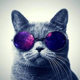 Galaxy kitten wallpaper