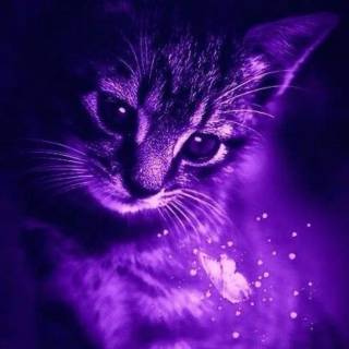 Galaxy kitten wallpaper